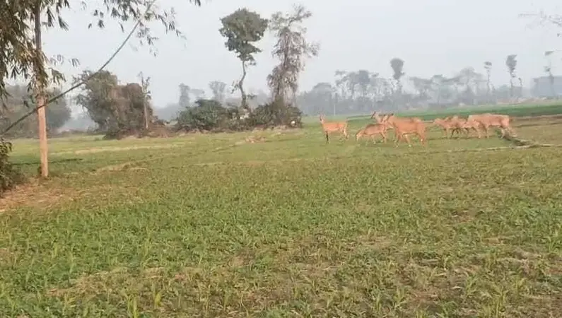 नील गाय के आतंक से किसान परेशान, किसानों ने डीएम से लगाई गुहार