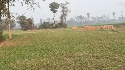 नील गाय के आतंक से किसान परेशान, किसानों ने डीएम से लगाई गुहार