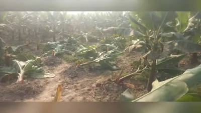 केले की खेत में नशेड़ियों का जमावड़ा, फसल किया बर्बाद
