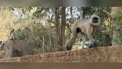 लंगूरों के आतंक से सिल्ली के लोग परेशान