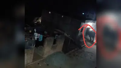 Bokaro News : पांच हाथियों का झुंड फिर पहुंचा गोमिया, दहशत
