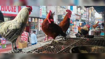 जिले में बर्ड फ्लू वायरस का खतरा, स्वास्थ्य विभाग अलर्ट