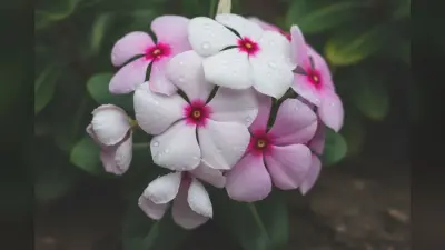 सदाबहार की खुशबू से महक उठेगा आपका घर आंगन, बस आजमाने होंगे ये टिप्स