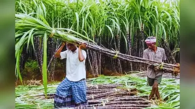 बिहार में 25 नई चीनी मिलों के लिए सरकार का मास्टर प्लान, विभाग ने इन जिलों को भेजा लेटर