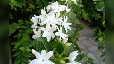 अबकी बार सही समय पर लगाएं मोगरा, हर सुबह महकेगा आपका घर