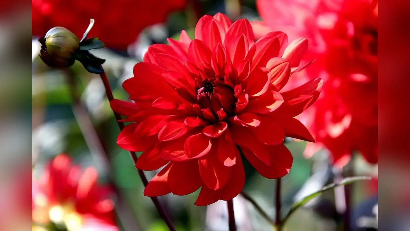 How to Grow Dahlias: घर पर उगाएं डहेलिया का पौधा – रंग-बिरंगे फूलों से खिल उठेगा आपका आंगन