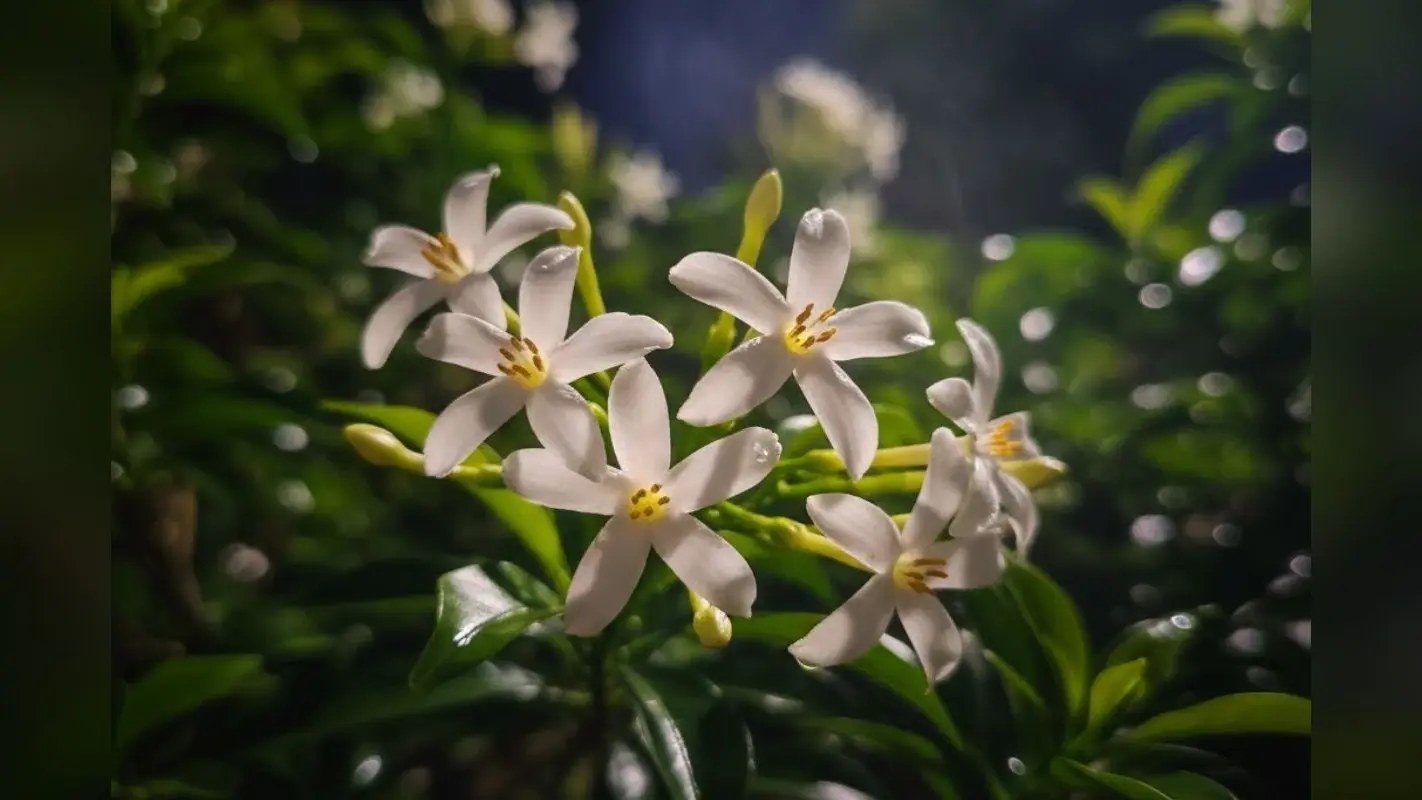 How To Grow Raat Rani Plant: इन टिप्स से गमले में लगाएं रात रानी का पौधा, फूलों से महक उठेगा आपका आंगन