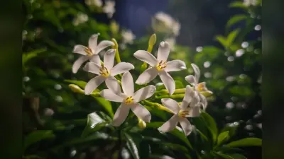 How To Grow Raat Rani Plant: इन टिप्स से गमले में लगाएं रात रानी का पौधा, फूलों से महक उठेगा आपका आंगन