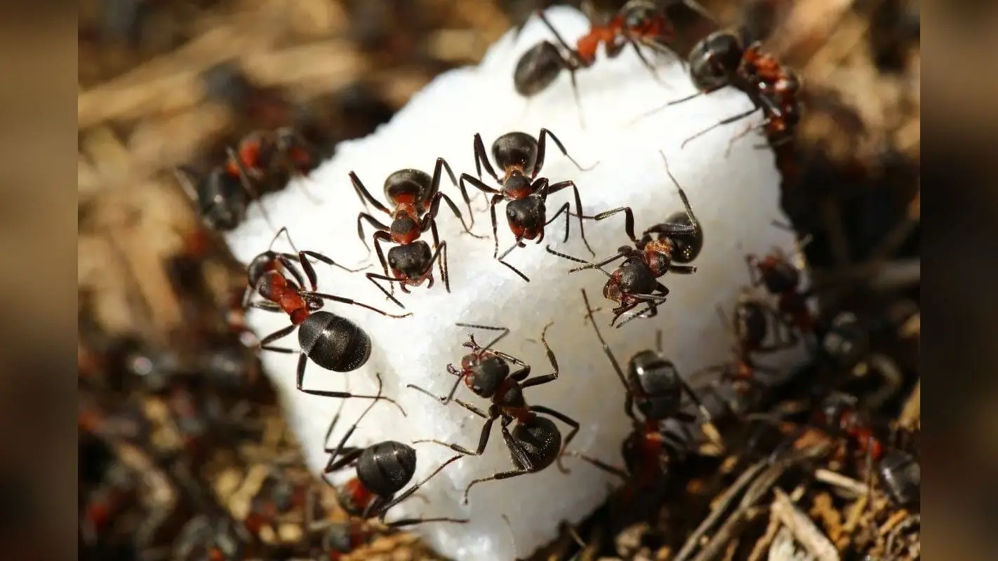 How to Remove Ants from Sugar: चिनी में से चींटी कैसे भगाएं? घर बैठे अपनाएं ये आसान और असरदार तरीके
