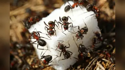 How to Remove Ants from Sugar: चिनी में से चींटी कैसे भगाएं? घर बैठे अपनाएं ये आसान और असरदार तरीके
