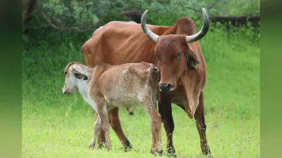 मथुरा में बनेगा भारत का पहला राष्ट्रीय गो-संस्कृति संग्रहालय, इन खूबियों की वजह से है खास