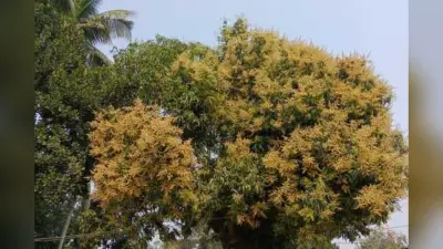 सरायकेला-खरसावां: आम में मंजर की बहार, कीट प्रबंधन से मिलेगी बंपर पैदावार; 4000 एकड़ में हैं हजारों पेड़