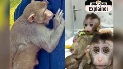 18 लाख का एक बंदर, डिमांड में तेजी ; जानिए सबकुछ
