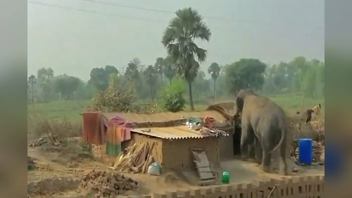 हाथी को भगाने के लिए 16 घंटे चला वन विभाग का रेस्क्यू अभियान, हुसैनाबाद में राहत