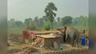हाथी को भगाने के लिए 16 घंटे चला वन विभाग का रेस्क्यू अभियान, हुसैनाबाद में राहत