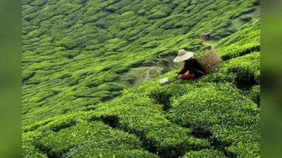 किसे कहा जाता है Tea Garden of the World? भारत नहीं, ये छोटा सा देश है असली किंग
