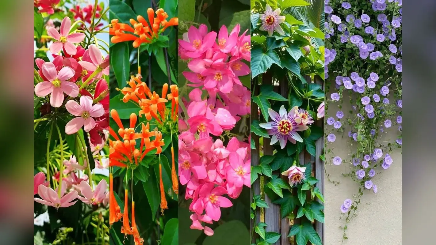 Top 5 Summer Flowering Vines: तेज धूप भी हार जाएगी – फरवरी में लगाएं ये 5 बेल वाले फूलदार पौधे