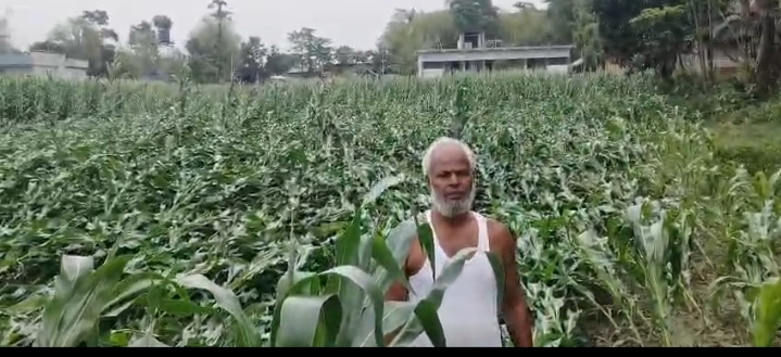 आंधी बारिश से मक्का फसल बर्बाद