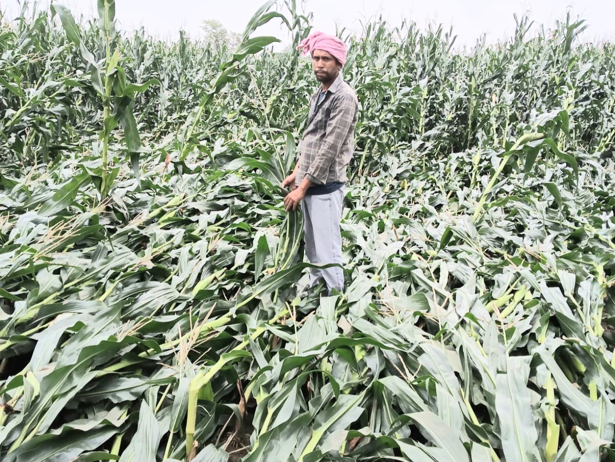 रात में आई आंधी व बारिश से मकई व गेहूं फसल को नुकसान