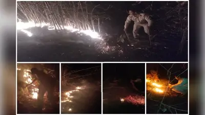महुआ भड़का रहा झारखंड के जंगलों में आग, देवघर के डिगरिया पहाड़ की चोटी चपेट में