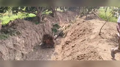 नहर खुदाई में भ्रष्टाचार का खेल: लघु सिंचाई विभाग की योजना में धांधली, बिना अनुमति के काट दिये पेड़