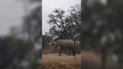 जंगली हाथी पहुंचा, ग्रामीणों ने खदेड़ा