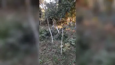 मिर्जापुर बहियार में दो किसानों के सैकड़ों हरे पौधे काटे, थाने में शिकायत