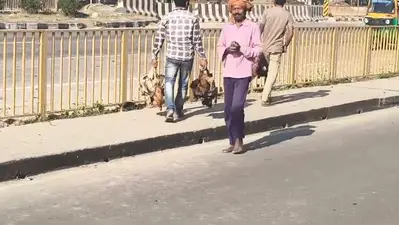 एनएच 19 पर पोल्ट्री वैन-ट्रक में टक्कर, चालक घायल व सैकड़ों मुर्गों की मौत