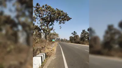 Bokaro News : फाल्गुन का खुमार, फीकी पड़ी पलाश की बयार