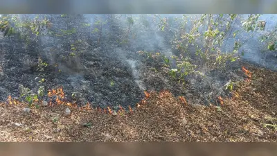 Bokaro News : सुभाषनगर व चपरी ढलान के जंगलों में लगी आग