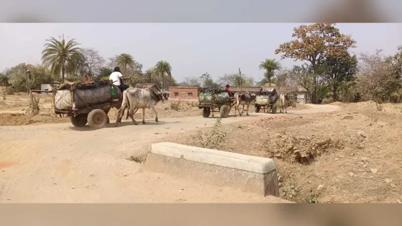 Giridih News :बैलगाड़ी से हो रही कोयले की तस्करी