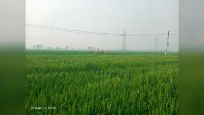 खेतों में खड़ी फसल को रौंदकर व खाकर बर्बाद कर रहे जंगली जानवर, किसान बेहाल