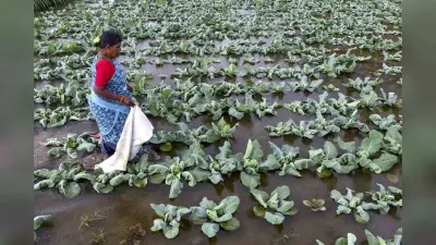 ईरान युद्ध का भारत की खेती पर पड़ेगा असर?