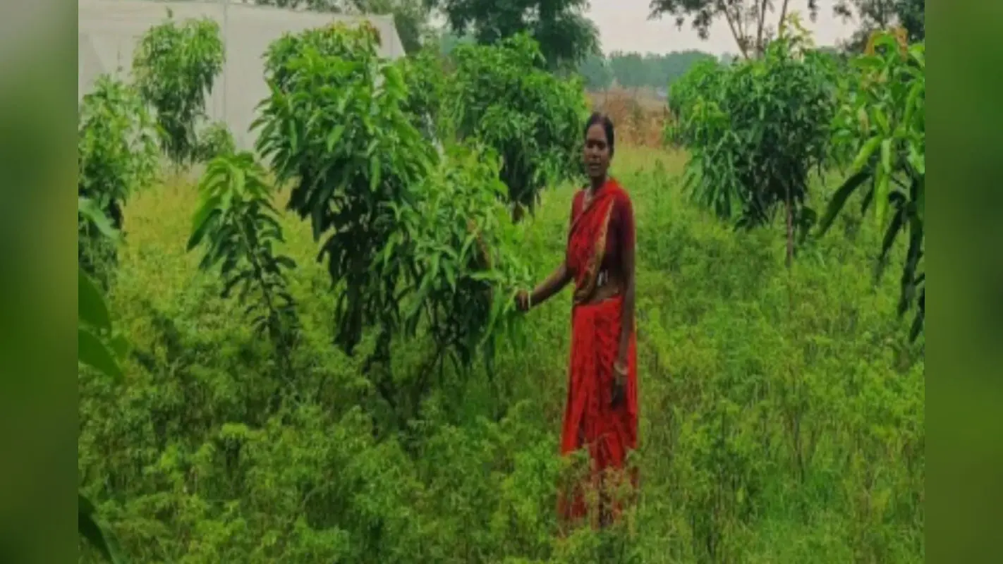 Gumla: बंजर भूमि से हरियाली तक का सफर, सब्जी की खेती ने बदली किरण की जिंदगी