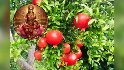 वास्तु एक्सपर्ट के अनुसार साधारण सा दिखने वाला यह पौधा घर में लाता है बरकत