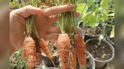 घर पर उगाएं मीठी और ताजी गाजर, बस अपनाएं ये आसान उपाय