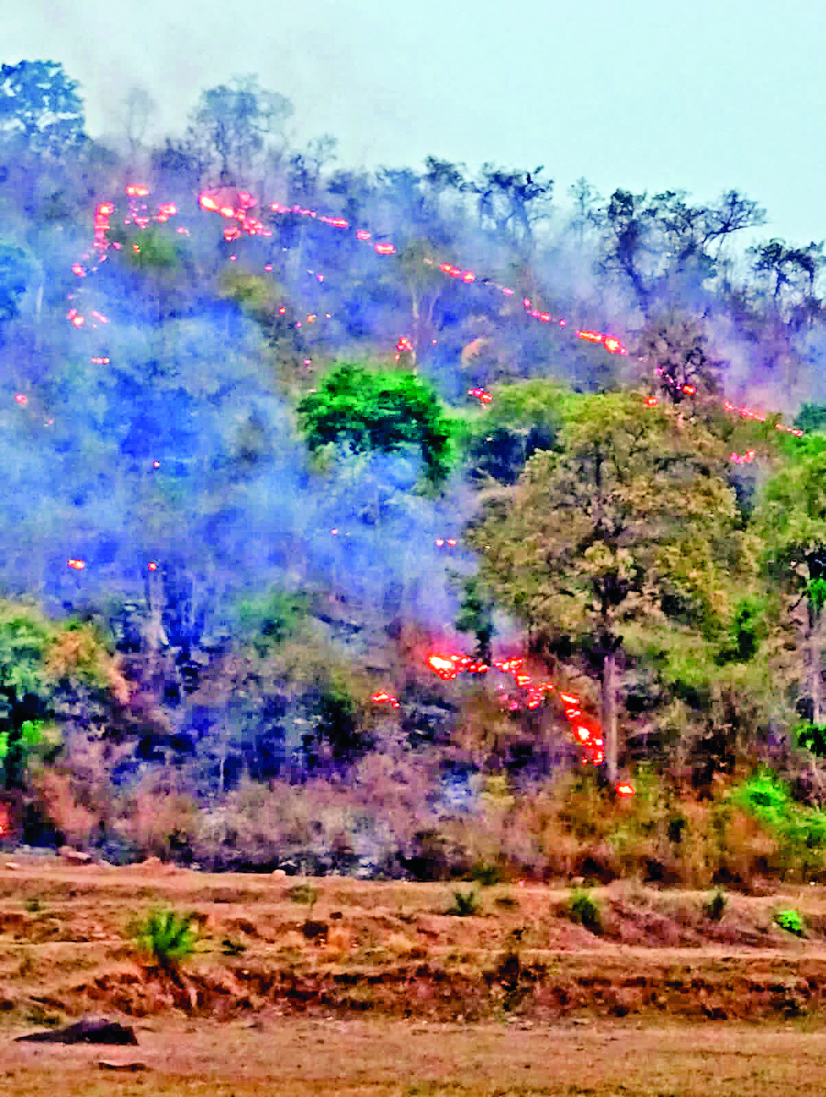 Sambalpur News: सतकोशिया अभ्यारण्य में लगी आग, गंदेई पहाड़ पर पेड़-पौधे जलकर खाक