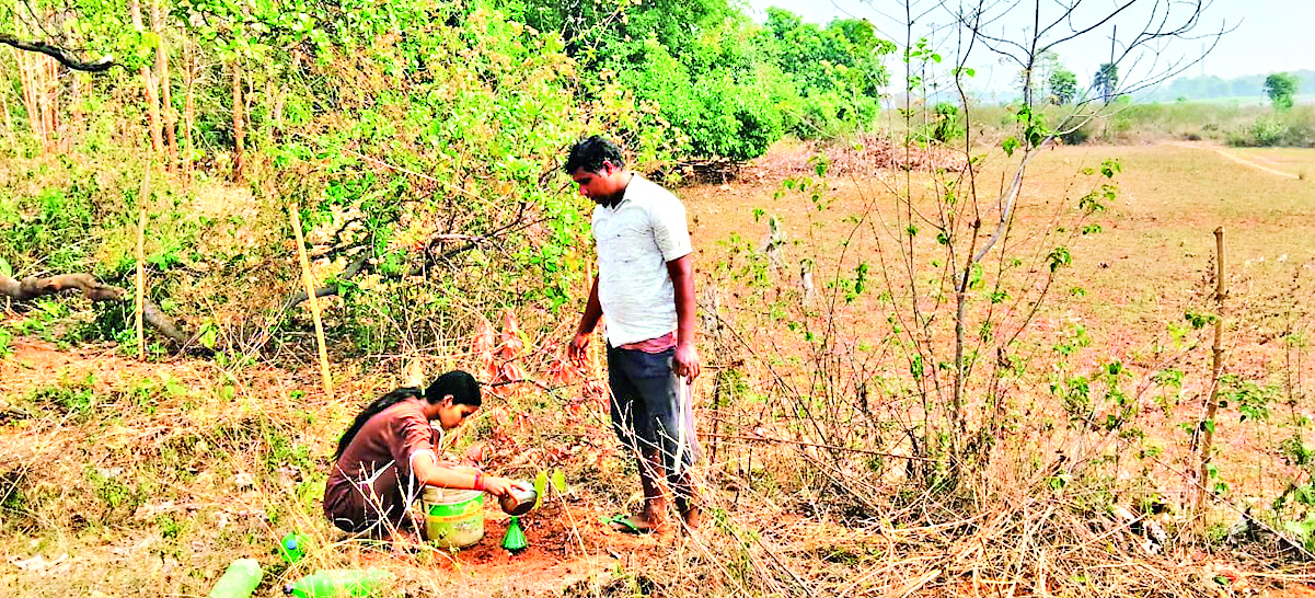 Sambalpur News: प्रकृति बंधु सरोज मेहर प्लास्टिक की बोतलों का इस्तेमाल कर पौधों को रख रहे हराभरा