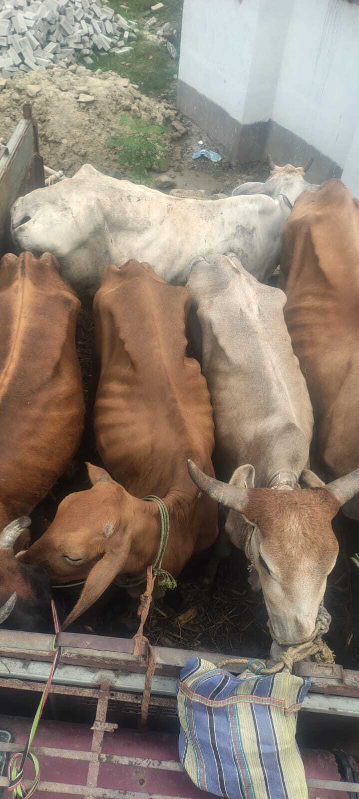 Katihar चार पिकअप वैन से 17 गायों को किया जब्त, तस्कर फरार