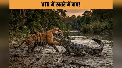 Valmiki Tiger Reserve में ‘डेडली ट्रैप’! पानी पीने उतरा Tiger बना मगरमच्छ का शिकार! 3 महीने में तीसरी मौत