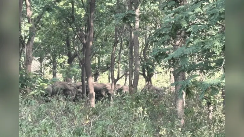 कोडरमा के चितरपुर जंगल में 17 हाथियों के झुंड ने जमाया डेरा, सटे गांवों में दहशत का माहौल