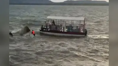 मध्य प्रदेश: सीएम मोहन यादव के प्रयास का दिखा असर, गेहूं खरीदी कोटा हुआ 100 लाख मीट्रिक टन
