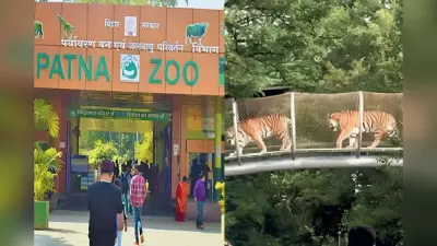 पटना जू में आएंगे नए मेहमान, सफेद बाघिन से लेकर संगाई हिरण तक बढ़ेगा रोमांच