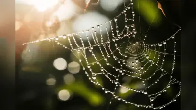 नजरअंदाज न करें मकड़ी के जाले, बदल सकते हैं घर का माहौल