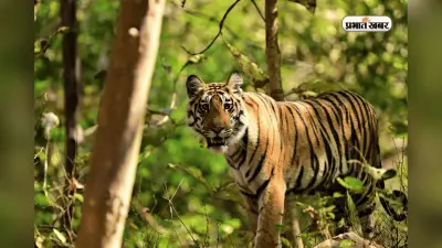 भारत का कौन सा शहर टाइगर कैपिटल के लिए है फेमस? जानें इसके पीछे की वजह