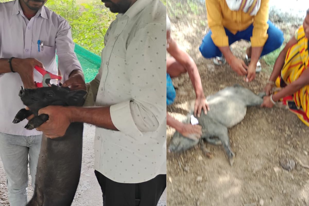 क्लासिकल स्वाइन फीवर से बचाव के लिए सूकरों का टीकाकरण जरूरी