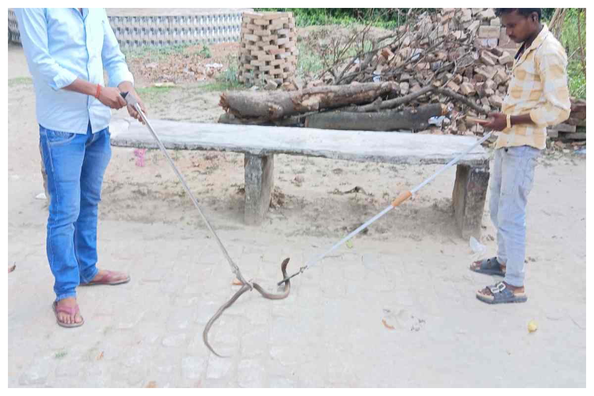 Bettiah News: बगहा में वीटीआर के जंगलों से निकल रहे जहरीले सांप, मंगलपुर मंदिर के कुएं में मिला कोबरा