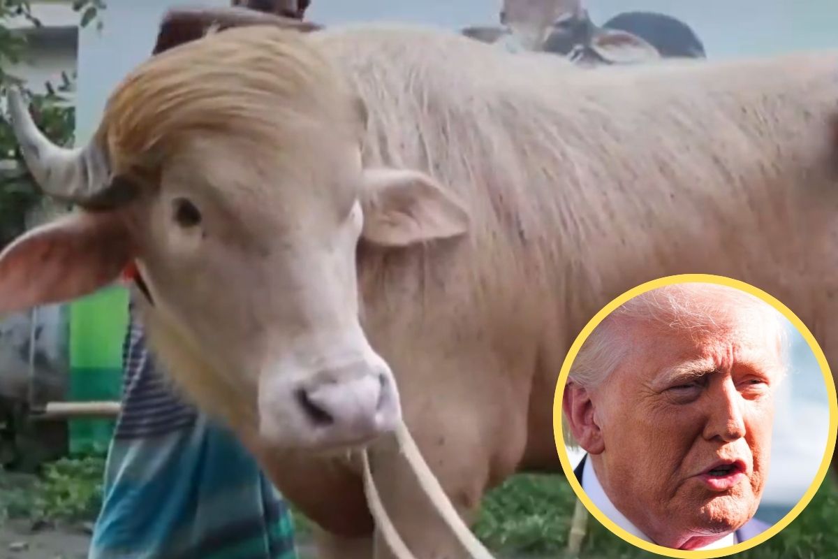 ईरान ने ट्रंप को किया ट्रोल: हमशक्ल भैंसे का वीडियो शेयर कर लिखा- ‘पुअर थिंग’