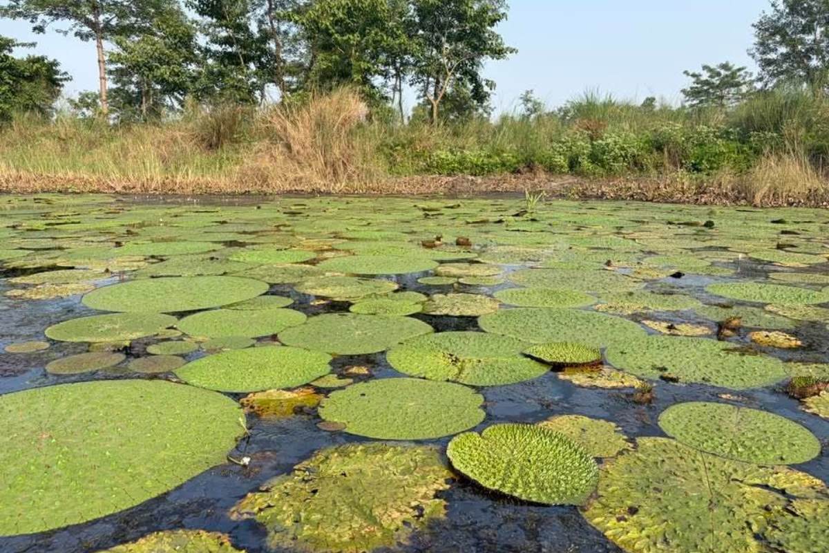 Motihari News: चंपारण का ‘सफेद सोना’, मिथिलांचल के बाद अब पूर्वी चंपारण बनेगा मखाना हब, पलायन रोकने में मिली बड़ी सफलता