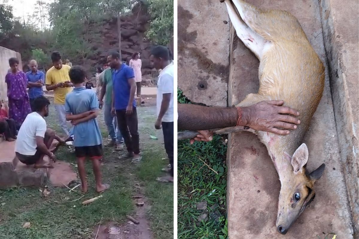 Chaibasa: नोवामुंडी के जोजो कैंप में ग्रामीणों ने बचाई हिरण के बच्चे की जान, पेश की इंसानियत की मिसाल